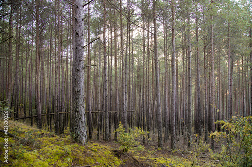 Dense forest in Catalonia photo