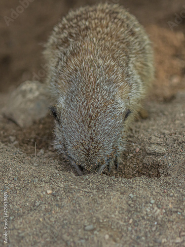 The meerkat digs a hole in the sand. The meerkat (Suricata suricatta) is a small mongoose that lives in the savanna, shrubland, grassland and desert in Botswana, Namibia, Angola and in South Africa.