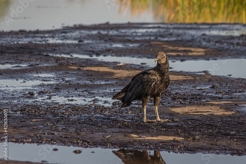 American black vulture on Trinidad pitch lake. The black vulture (Coragyps atratus) is a large bird of prey. The Pitch Lake (La Brea, Trinidad) is the largest natural deposit of asphalt in the world.