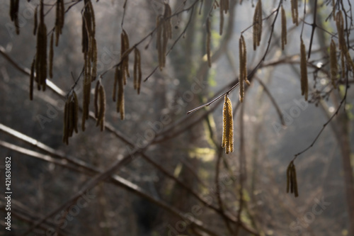 Wallpaper Mural Illuminated rare leaf Torontodigital.ca