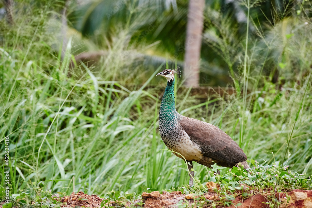 Peacock walking in the grass, Sri Lanka birds Peacock walking in the grass, Sri Lanka birds