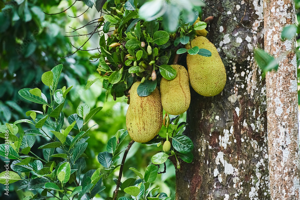 Ripe jackfruits hanging on the tree Ripe jackfruits hanging on the tree