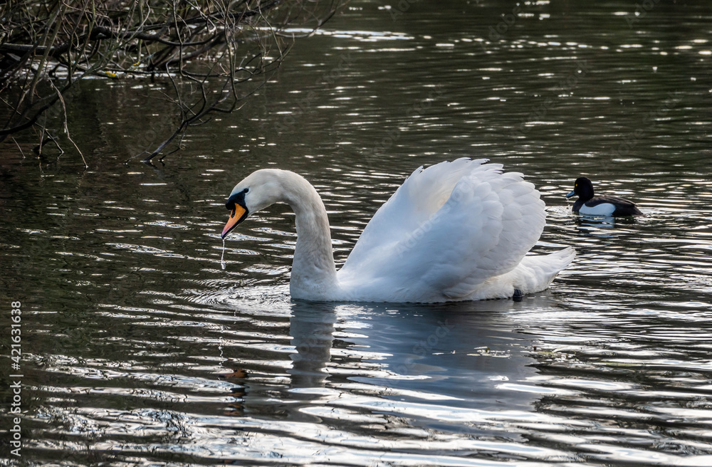 Fototapeta premium Swan