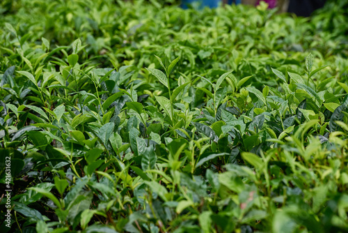 Tea plantations in Sri Lanka highlands  bushes close up