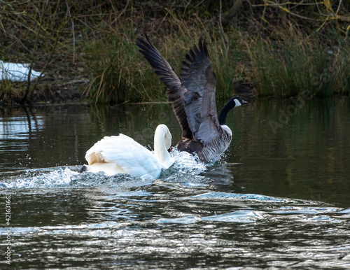 Swan photo