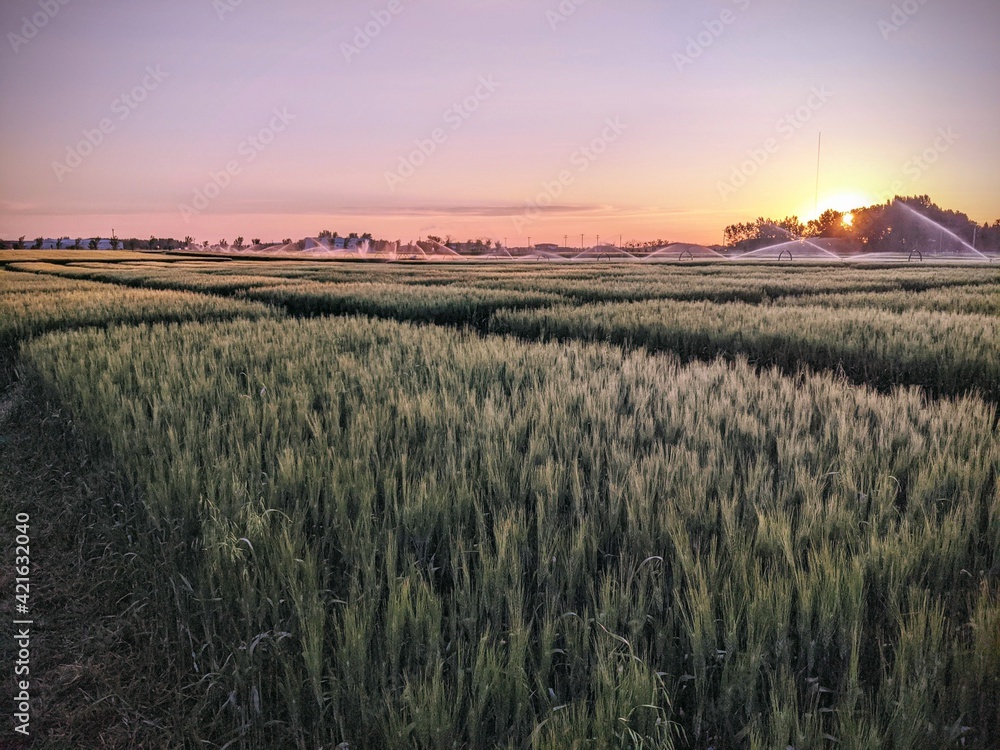 sunrise over field
