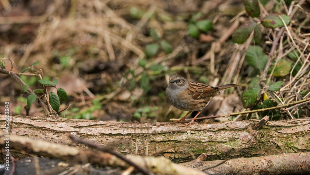 sparrow on the ground sparrow on the ground