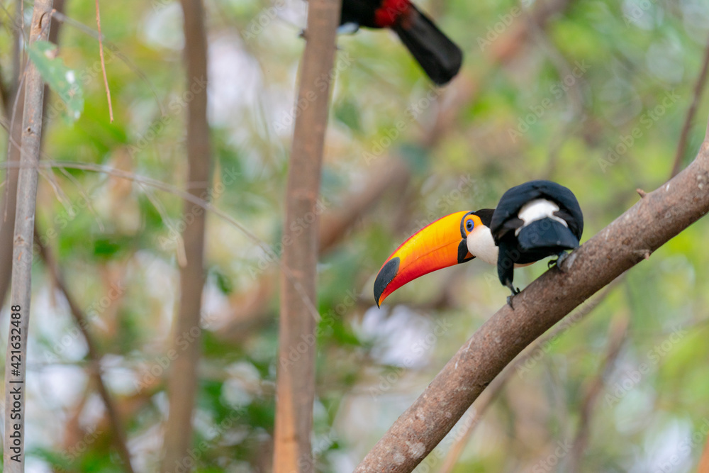 The Toco Toucan (Ramphastos toco) The Toco Toucan (Ramphastos toco)