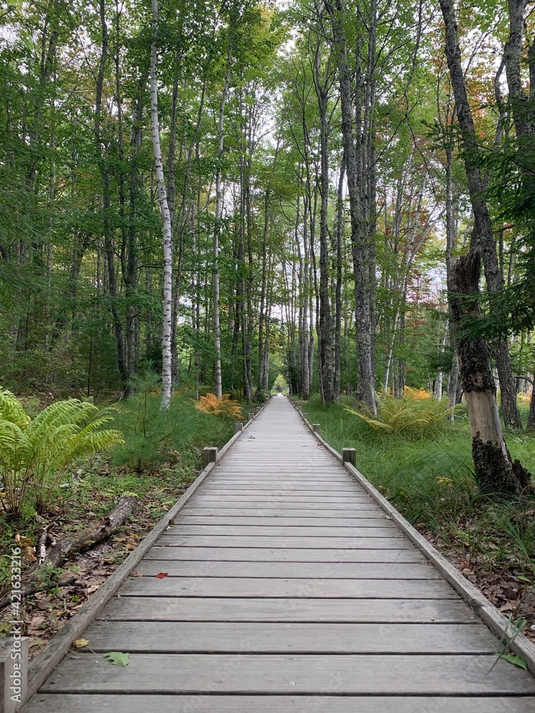 Jesup Path hiking trail in Acadia National Park, Bar Harbor, Maine Jesup Path hiking trail in Acadia National Park, Bar Harbor, Maine
