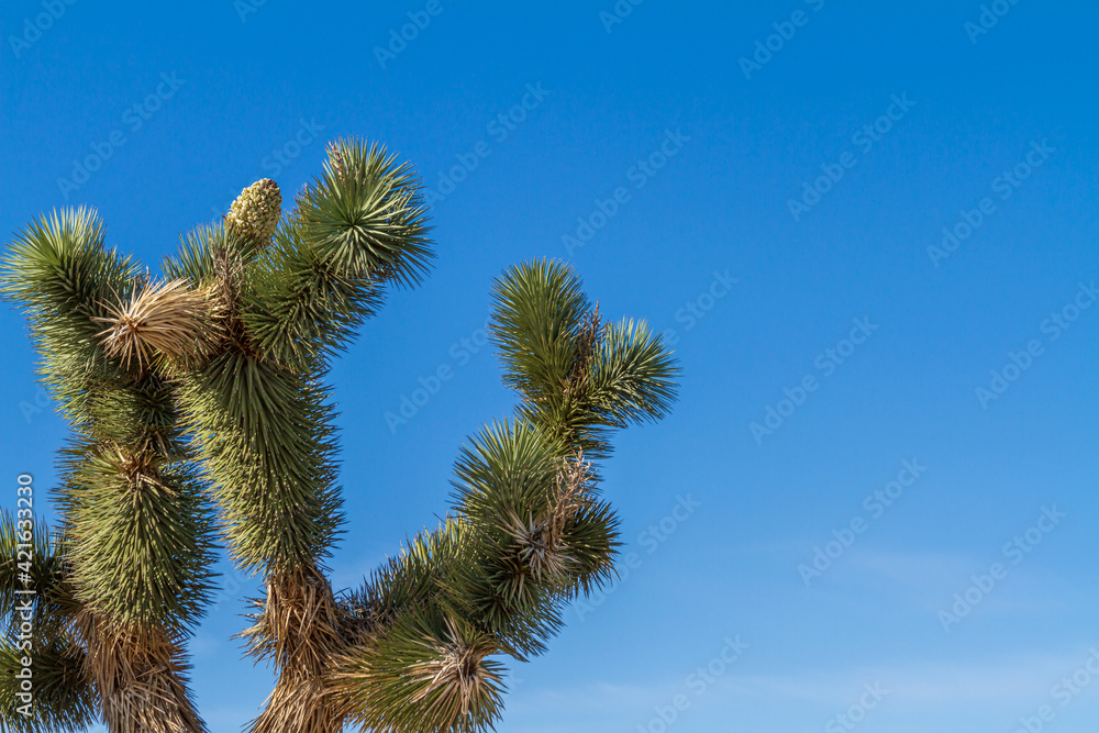 Top of a Joshua Tree with blue sky Top of a Joshua Tree with blue sky