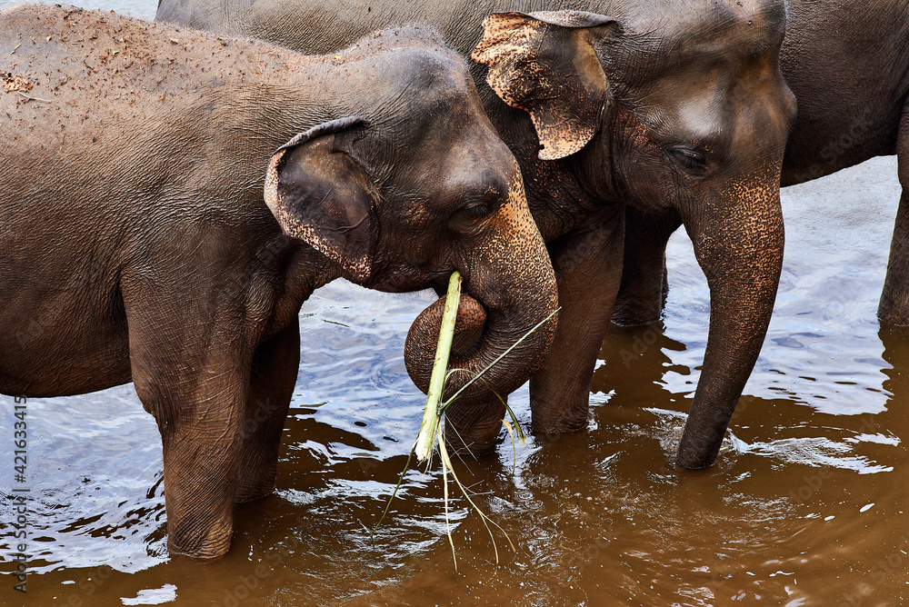 Elephants bathing and swimming in orphanage zoo Sri-Lanka