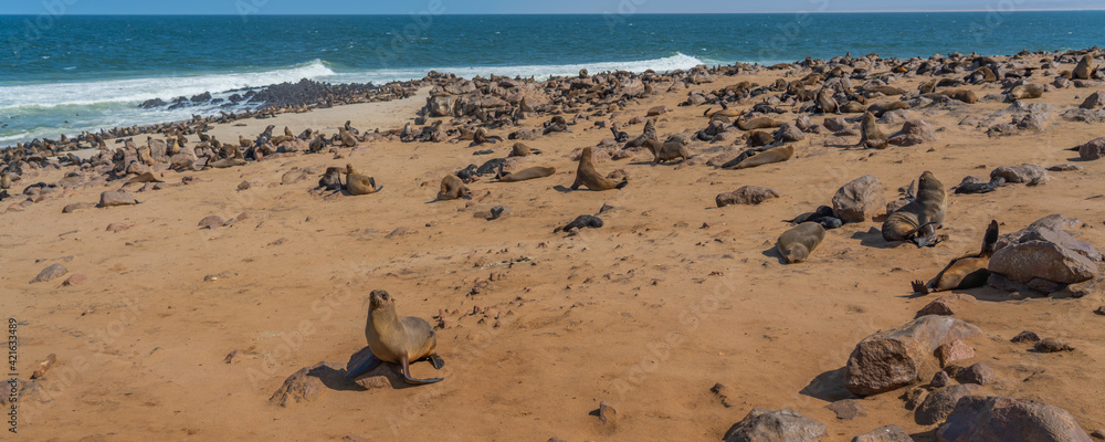 Obraz premium Colony of fur seals at Cape Cross at the skelett coastline of Namibia at the Atlantic Ocean