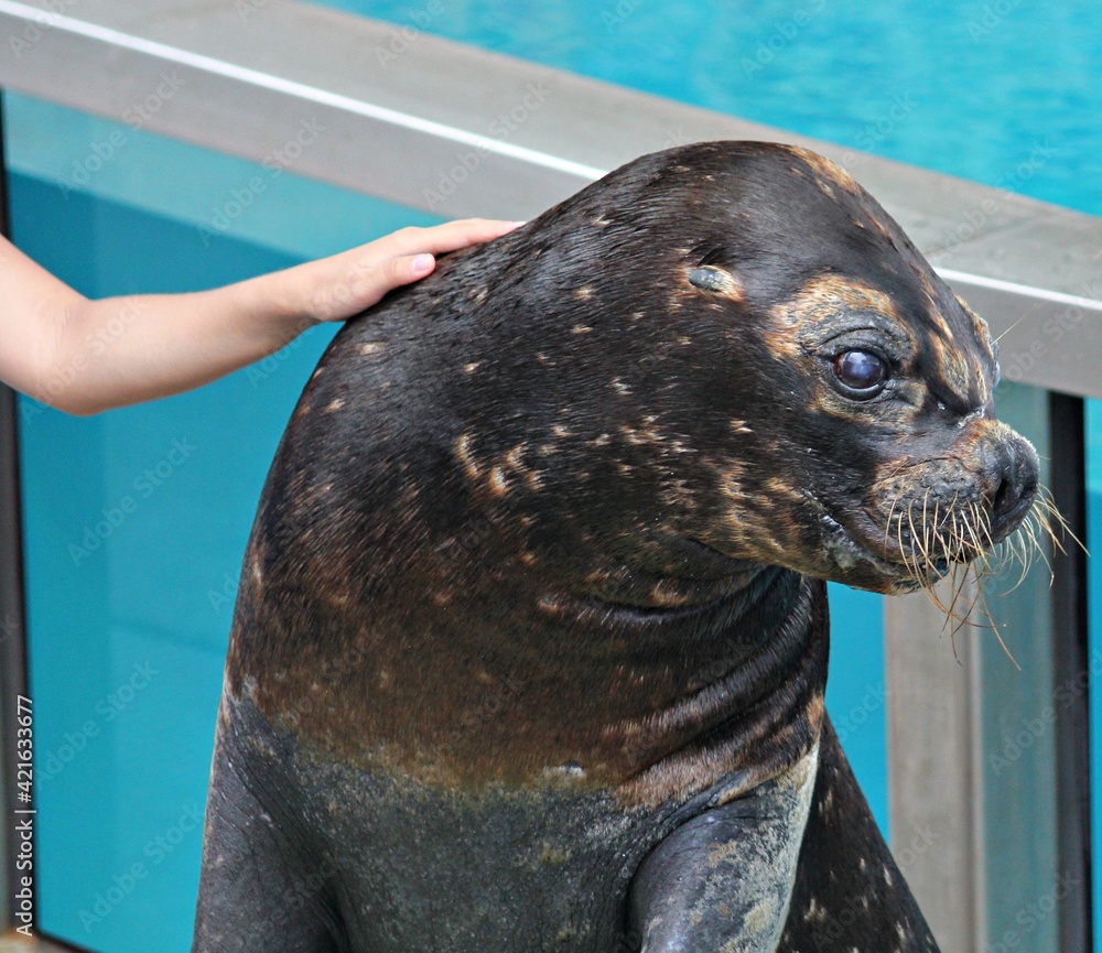 Fototapeta premium Close up of a sea lion with a woman's hand patting it