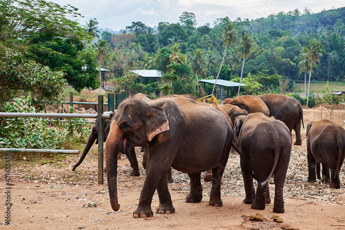 Elephants walking in orphanage zoo in Sri Lanka