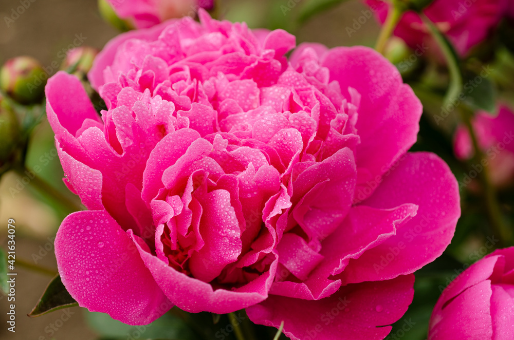 Beautiful blooming peony with dew drops close up Beautiful blooming peony with dew drops close up