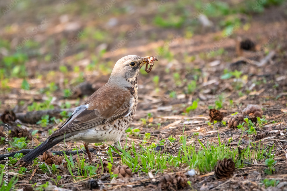 Fieldfare, Turdus pilaris, collects worms on a sprng lawn. Fieldfare, Turdus pilaris, collects worms on a sprng lawn.