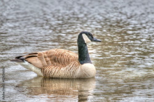 country goose swimming in water