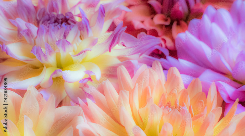 USA, Washington State, Sammamish Dahlia flower design and patterns USA, Washington State, Sammamish Dahlia flower design and patterns