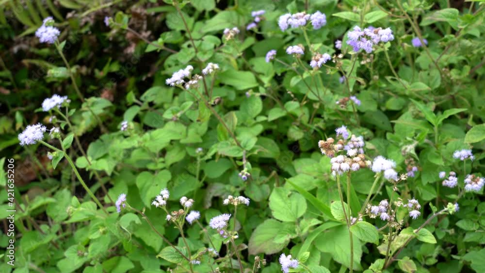 Wildflowers at Telephone Road, Honolulu, Oahu, Hawaii forest
Ageratum houstonianum, commonly known as flossflower, bluemink, blueweed, pussy foot or Mexican paintbrush Wildflowers at Telephone Road, Honolulu, Oahu, Hawaii forest
Ageratum houstonianum, commonly known as flossflower, bluemink, blueweed, pussy foot or Mexican paintbrush