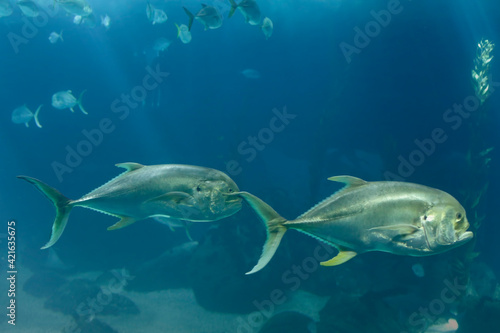Xareu fish swimming © Zacarias da Mata