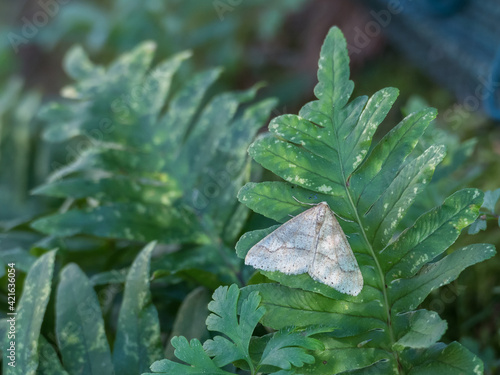 common white wave on a fern leaf photo