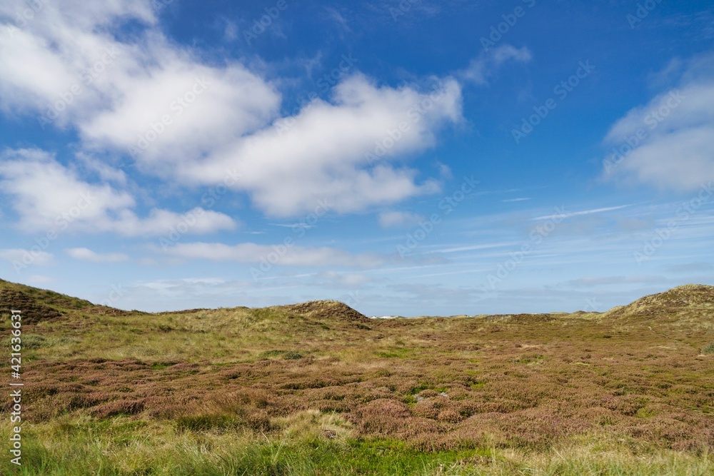 Jutland, heather wilderness landscape on sunny day