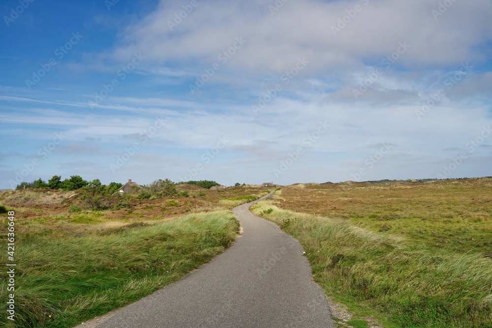 street in Jutland, heather wilderness landscape on sunny day
