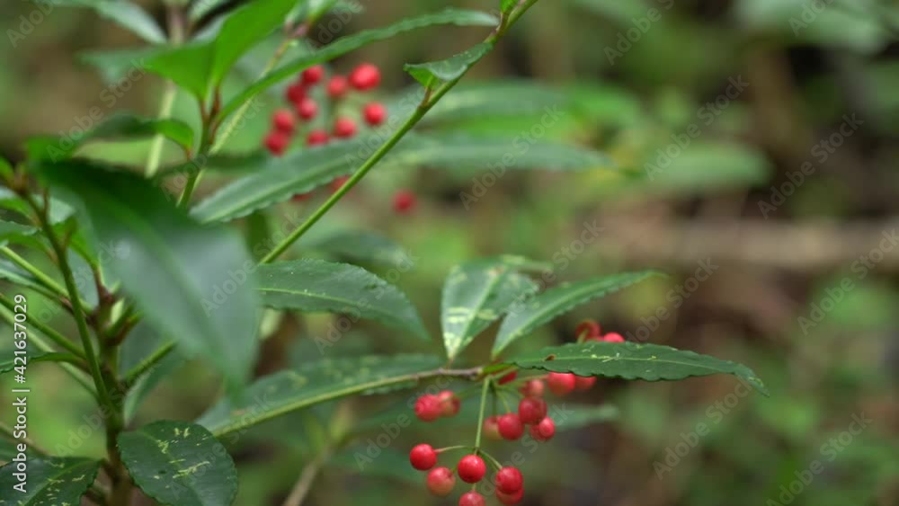 Ardisia crenata Plants at Manoa Cliff Trail,Honolulu, Oahu, Hawaii