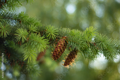 spruce tree branch with cones