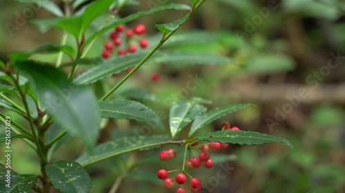 Ardisia crenata Plants at Manoa Cliff Trail，Honolulu, Oahu, Hawaii forest. Christmas berry, Australian holly, coral ardisia, coral bush, coralberry, coralberry tree, hen's-eyes, and spiceberry.