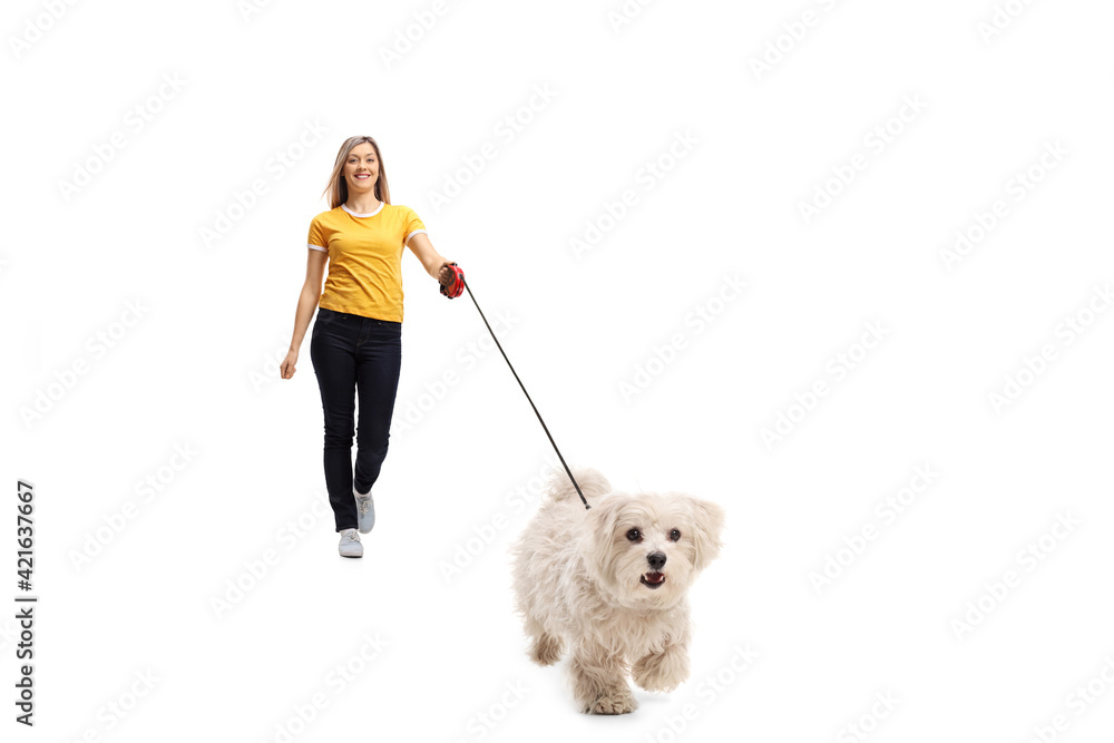Casual young woman walking towards camera with a maltese poodle dog Casual young woman walking towards camera with a maltese poodle dog