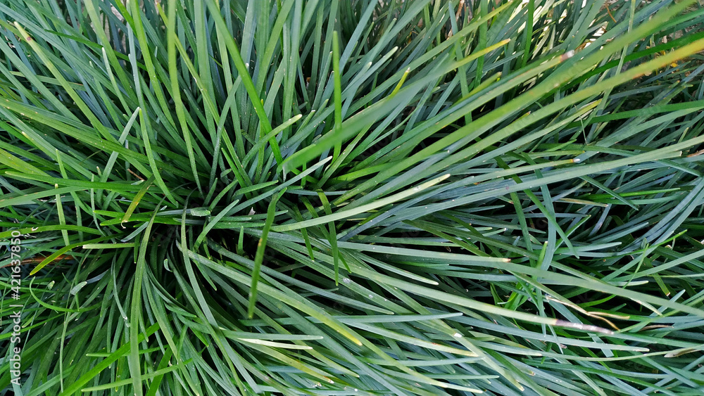 Hojas alargadas de césped verde