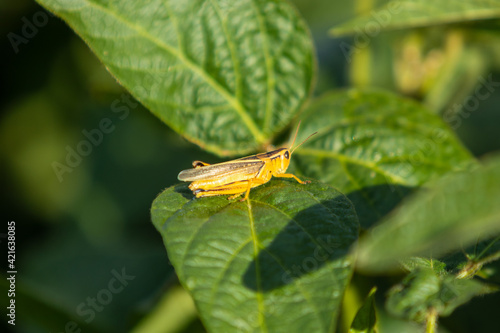 Grasshopper sits atop soybean plant in farm field