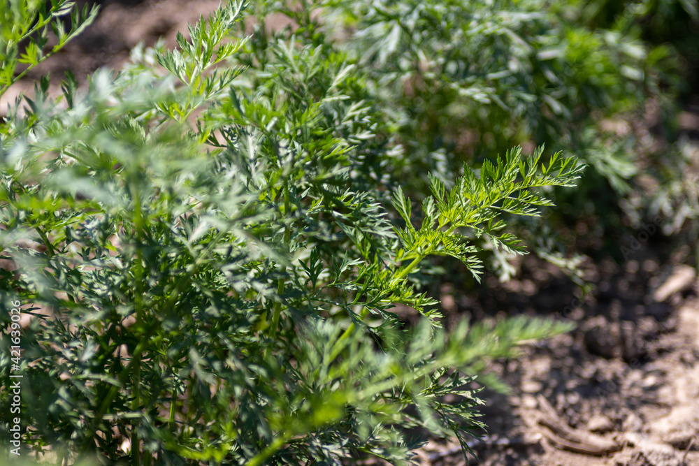 Leafy, green carrot tops growing in a row Leafy, green carrot tops growing in a row