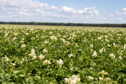Field of potato plants blooming