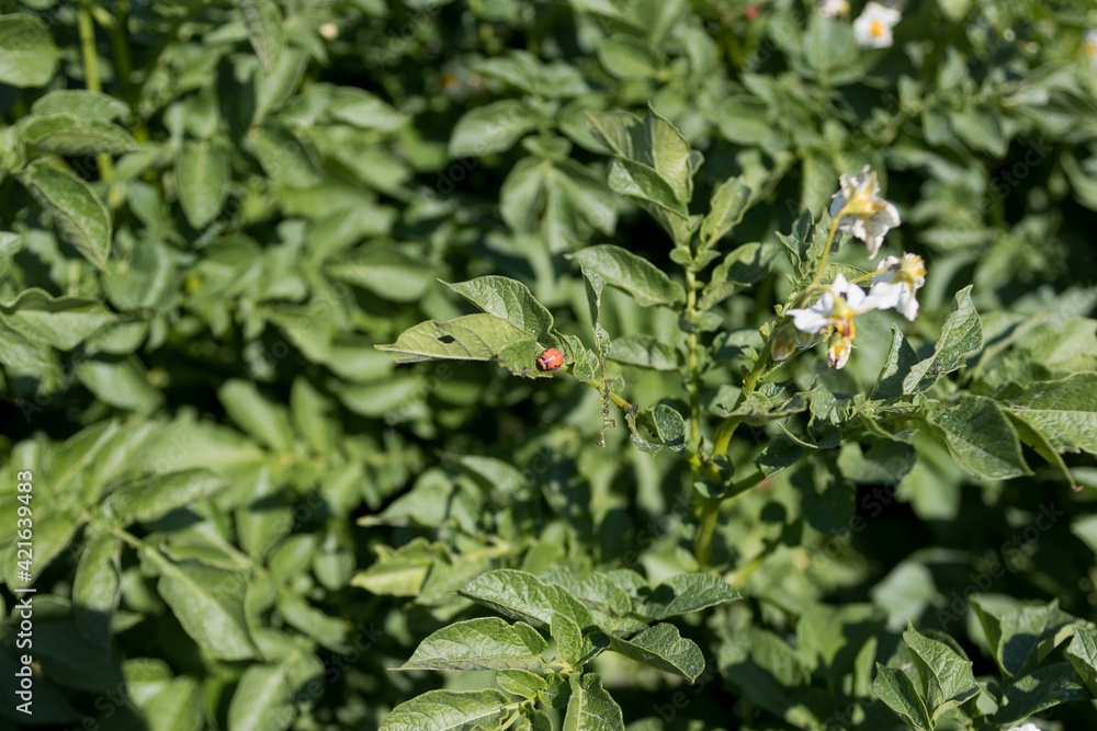 Potato bugs on leaves of potato plant in farm field Potato bugs on leaves of potato plant in farm field