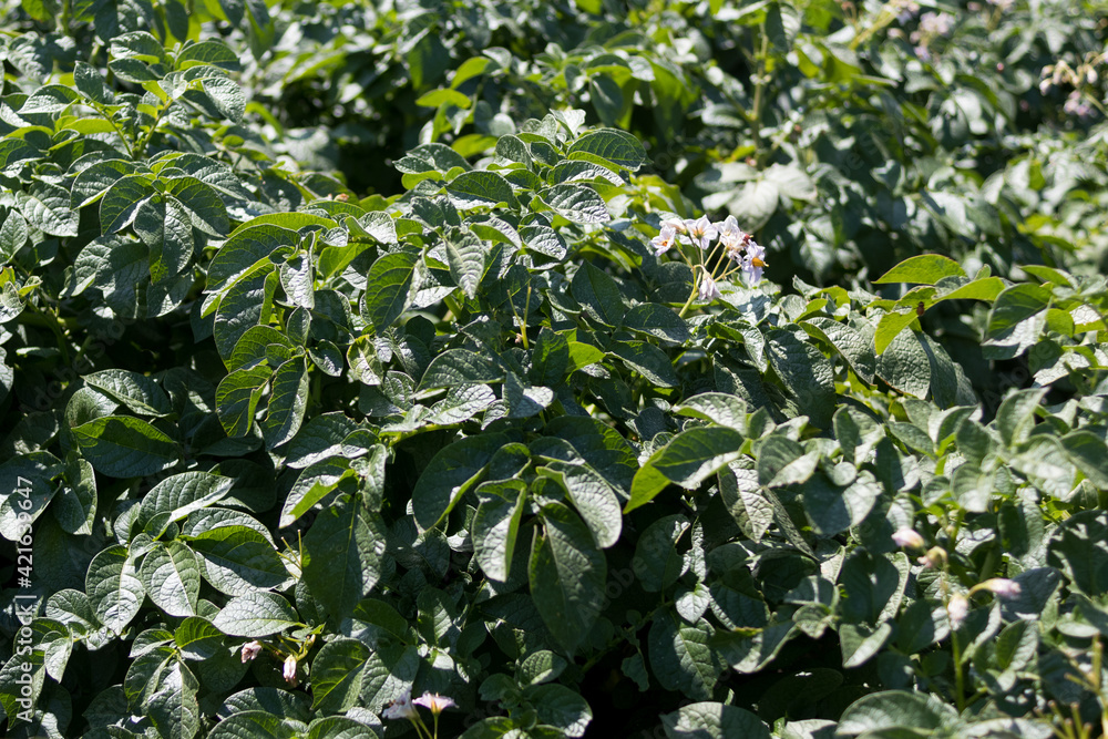 Closeup of field of potatoes growing in rows