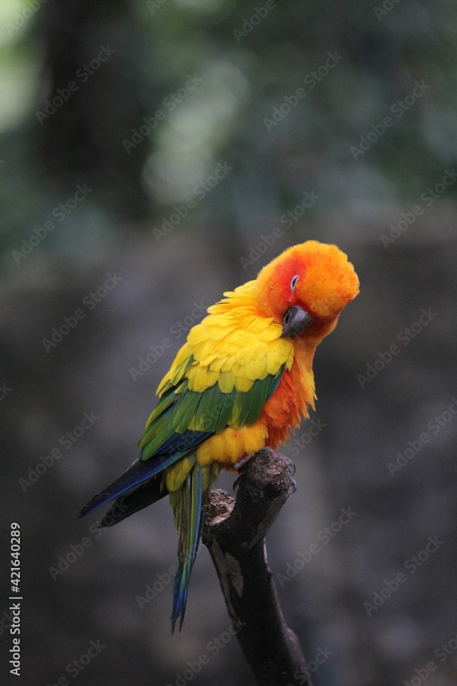 Colorful sun conure bird on a tree branch, soft background