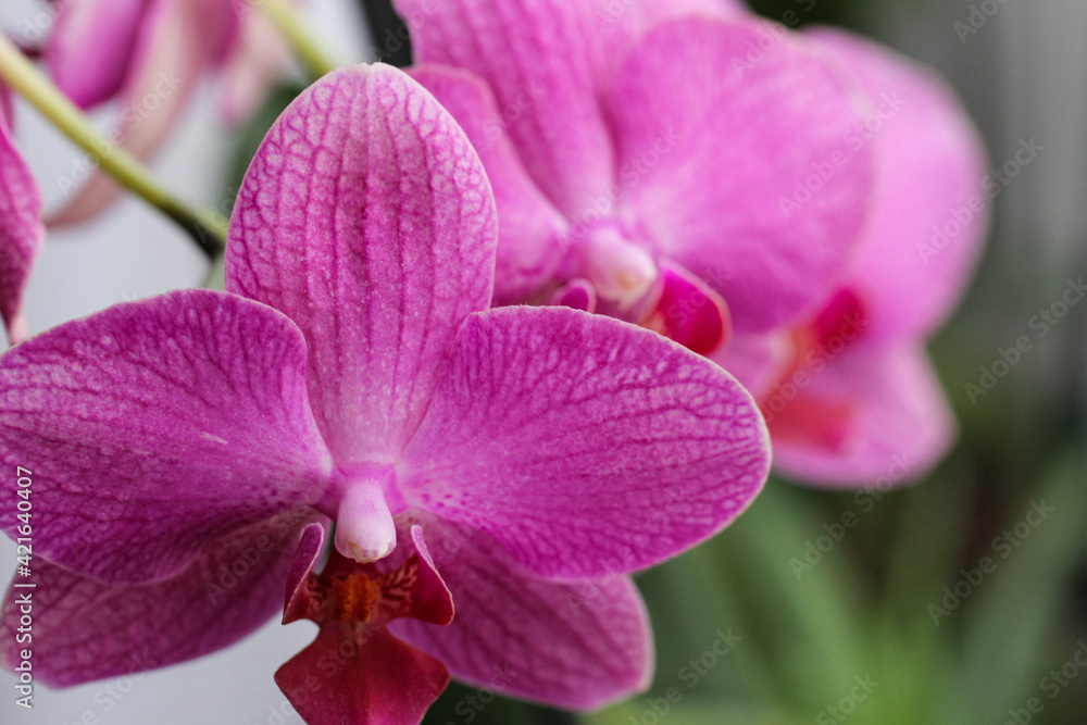 Pink orchid . Flowers in the house to complement the interior and create a cozy atmosphere Pink orchid . Flowers in the house to complement the interior and create a cozy atmosphere