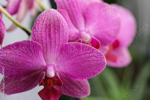 Pink orchid . Flowers in the house to complement the interior and create a cozy atmosphere
