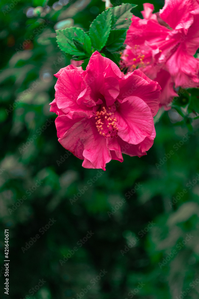 flor rosada en medio de la naturaleza flor rosada en medio de la naturaleza