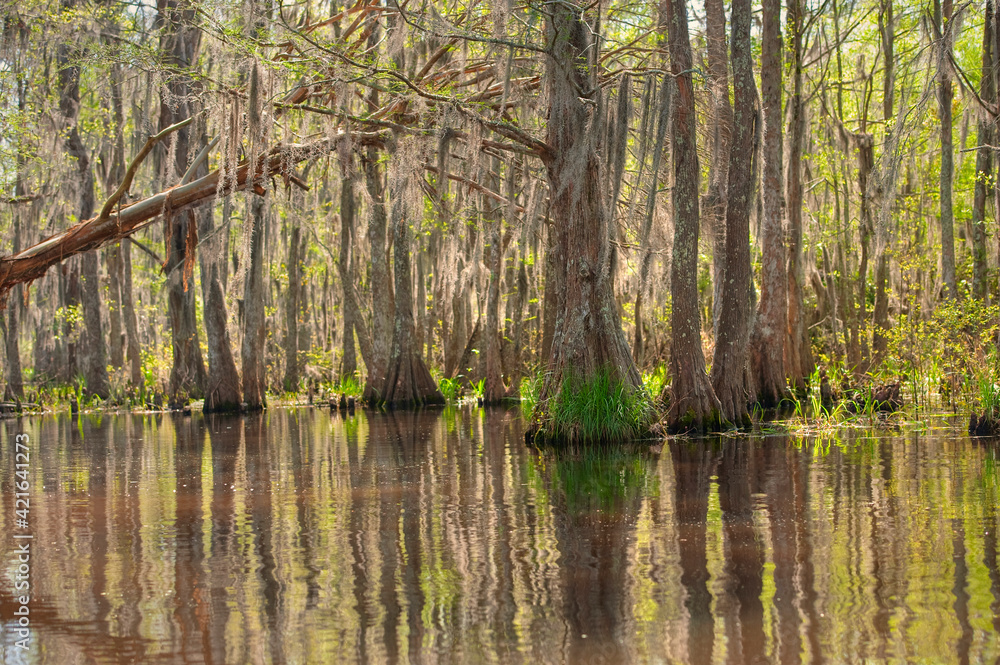Honey Island Swamp in White Kitchen Nature Preserve Honey Island Swamp in White Kitchen Nature Preserve