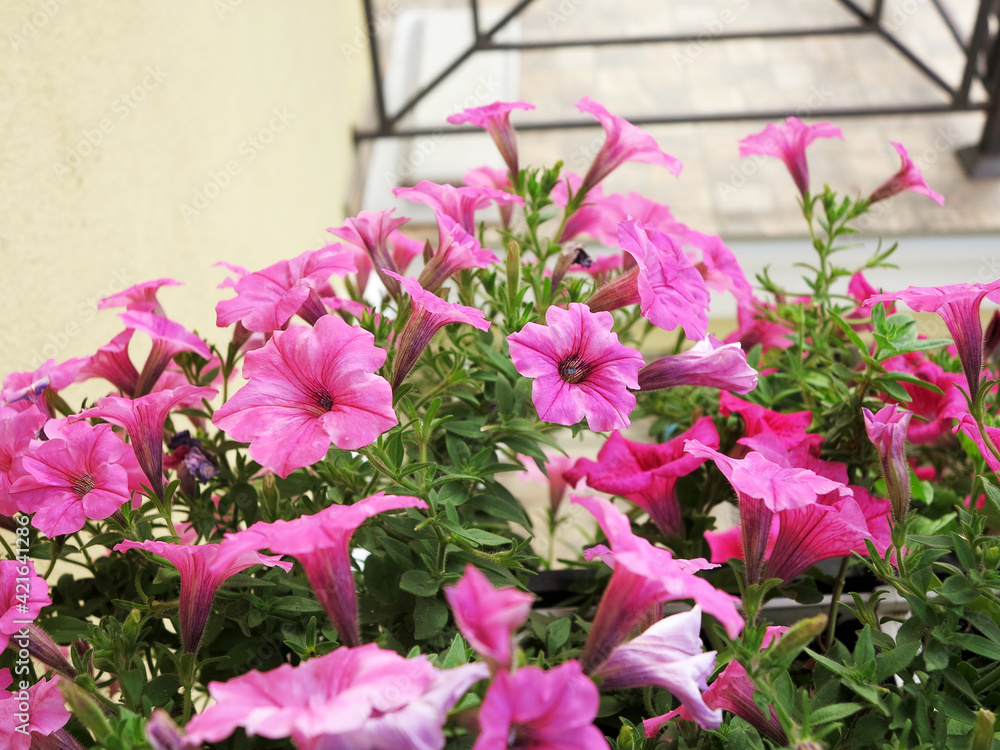 Blooming beautiful pink Petunia flowers and white watering can stands on table. Flowers on balcony. Selective focus