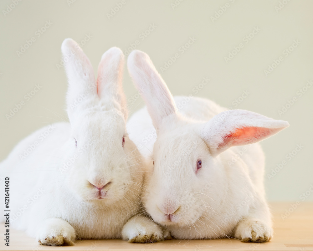 Two white rabbits Two white rabbits