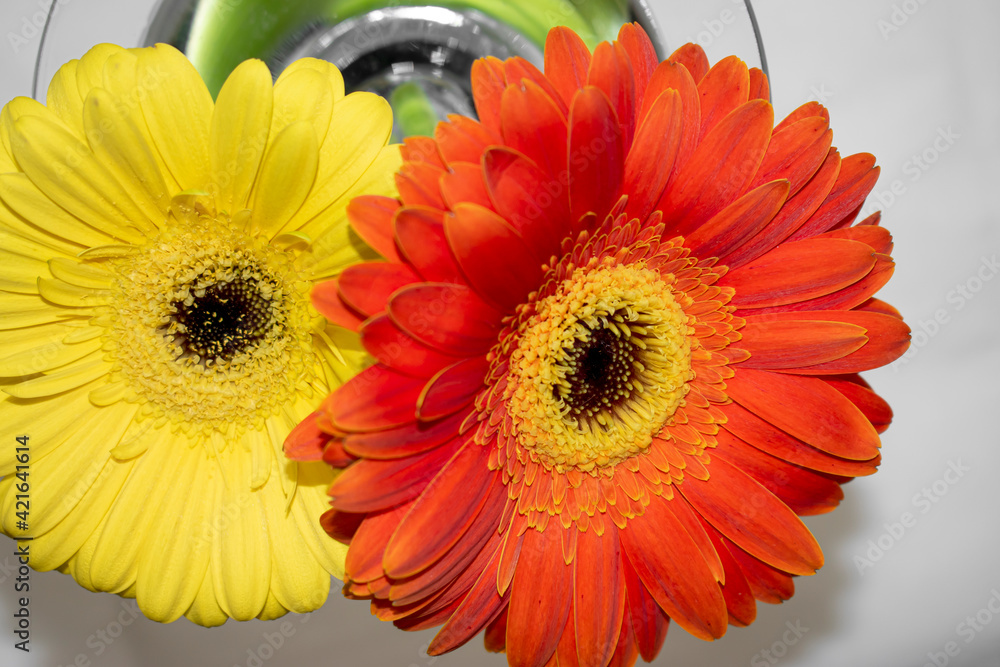 orange gerbera flower gerbera in a glass gerbera in water wet gerbera two gerbera beautiful daisy orange gerbera flower gerbera in a glass gerbera in water wet gerbera two gerbera beautiful daisy