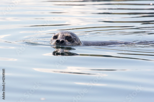 USA, Washington State, Puget Sound. Harbor Seal reflected in glass.