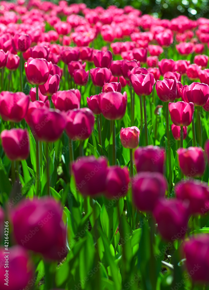 Pink tulips Pink tulips