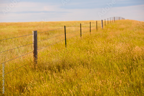 Fence in yellow prairie grass photo