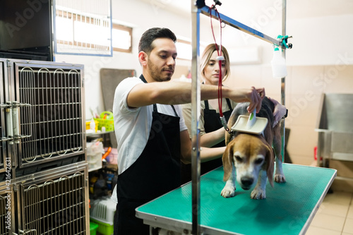 Latin man combing a cute beagle dog at the animal salon