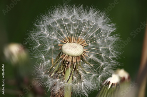 dandelion seeds on green